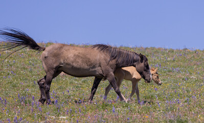 Fototapeta premium Wild Horse Mare and Foal in Summer in the Pryor Mountains Montana
