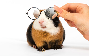 guinea pig with glasses on a white background