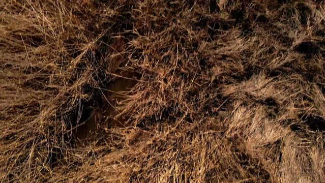Drone view over dry grass texture