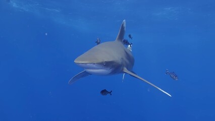 image of a Blue Shark swimming gracefully beneath the ocean's depths. 🦈💦 #UnderwaterWorld...