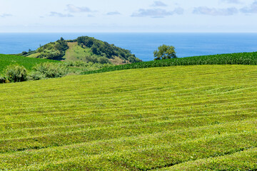 Campo de chá na localidade de Gorreana na ilha de São Miguel nos Açores 