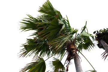 palm tree with leaves blowing in the wind