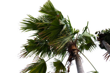 palm tree with leaves blowing in the wind