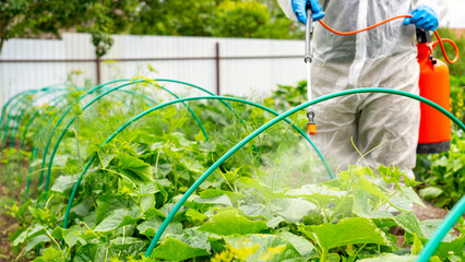 farmer treats cucumbers with pesticides