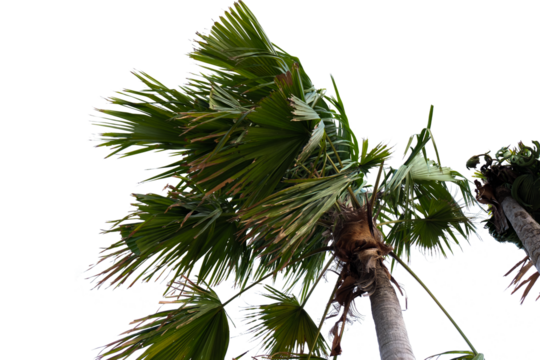 palm tree with leaves blowing in the wind