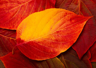 Autumn colorful nature background of leaves, macro