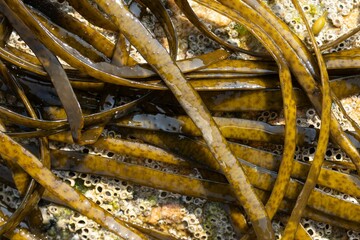 Close up of Thongweed seaweed on rock. Himanthalia elongata