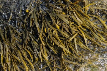 Bladderwrack seaweed on sea rock. Fucus vesiculosus
