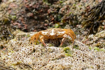 Common marine crab on sea rock