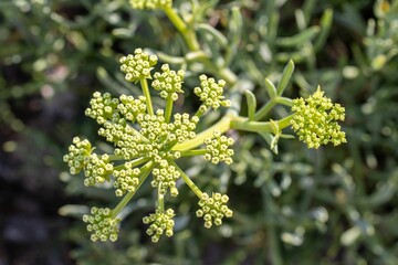 Sea fennel growing on wild beach. Crithmum maritimum