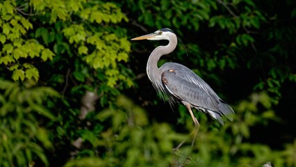 Closeup of a majestic in a lush green on a sunny day