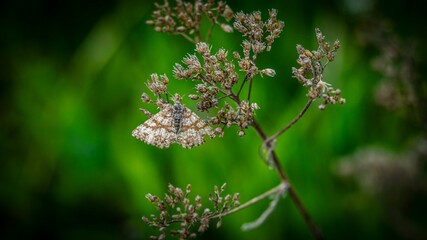 Closeup of  vibrant Common heath in a lush green with a blurry background