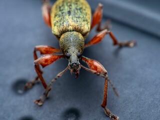 Macro shot of an aLong-nosed insect with yellow-colored legs