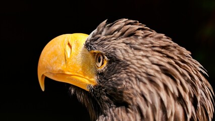 Close-up portrait photo of a majestic eagle with its beak open, gazing intently