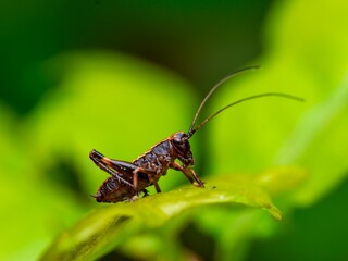Macro shot of a field cricket perched on a vibrant green leaf, gazing ahead