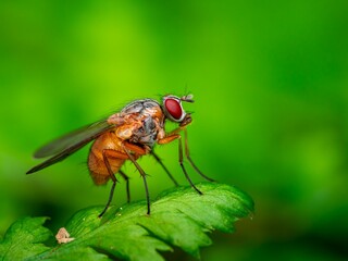 Macro shot of a vibrant fly rests atop lush green foliage in a forest setting
