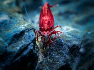 a shrimp that is on some rocks with blue waters around