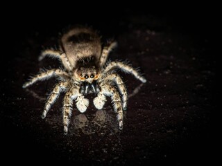 Tarantula illuminated in the darkness of night