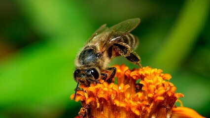 a close up image of a bee drinking nectar from a flower