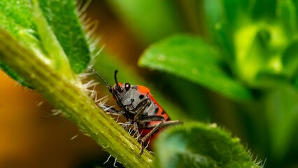 Macro shot of a Soldier bug perched on a green plant stem