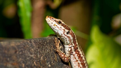 Close-up shot of a viviparous lizard, perched on a rocky surface surrounded by lush greenery