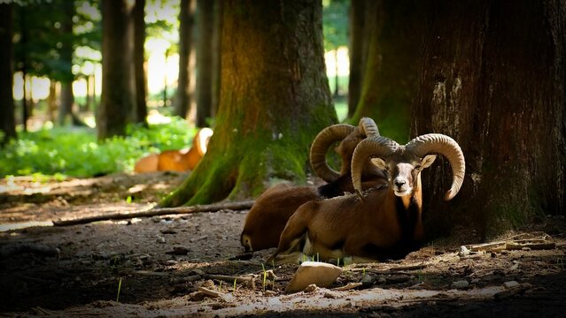 Large Mufflons resting in a lush forest, head and body against a thick tree trunk
