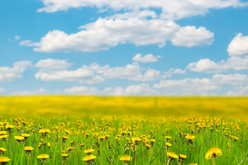 Idyllic meadow field with lush green grass and vibrant yellow dandelion flowers under a dreamy blue sky with fluffy clouds. Scenic summer-spring landscape.