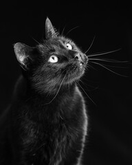 Black domestic cat with piercing eyes looking upwards against a dark background