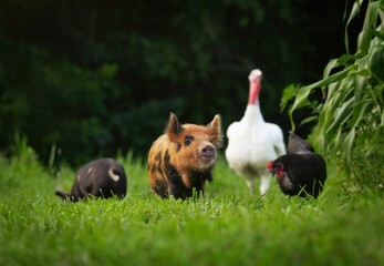 Small pig in front of a group of domestic animals in a rural field © Katie Smith/Wirestock Creators