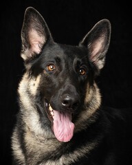 German Shepherd dog with its tongue hanging out and mouth agape against a black background