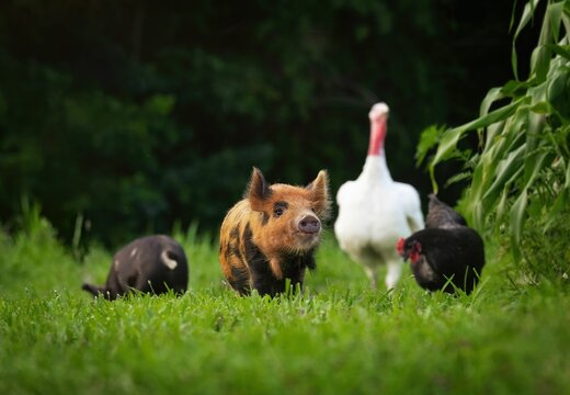 Small pig in front of a group of domestic animals in a rural field
