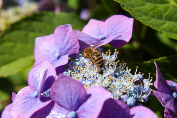 Hydrangeas after a rain shower