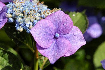 Hydrangeas after a rain shower
