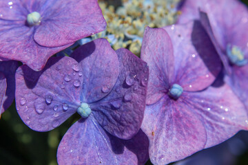 Hydrangeas after a rain shower