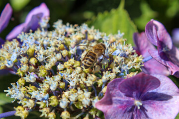 Hydrangeas after a rain shower