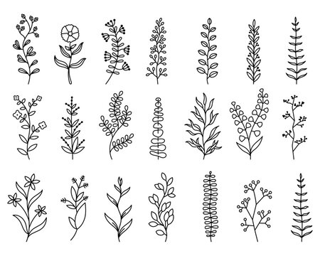 Plantas y flores con ramas de bosque decorativas lineales. Vectores de hojas. Ilustraciones floreadas.