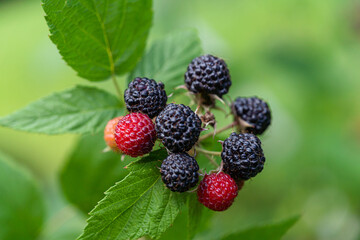 Black raspberry, Rubus occidentalis