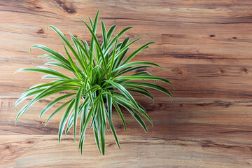 Chlorophytum comosum is a beautiful indoor plant, top view