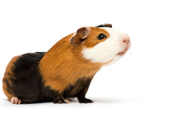 cavy sniffing on a white background