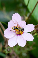 Bee on a pink flower close up