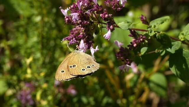 brown fire butterfly collects pollen on oregano and flies off