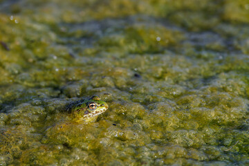 Frog in the water of a lagoon.