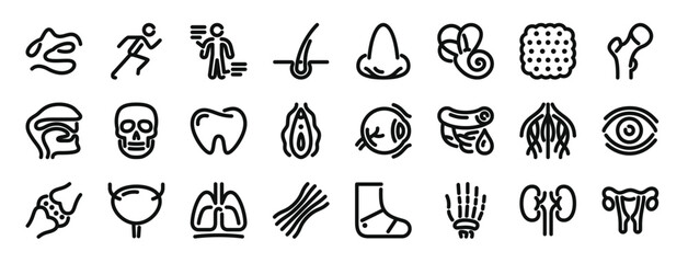 set of 24 outline web anatomy icons such as sperm, musculoskeletal, anatomy, hair, e, vestibular system, fat vector icons for report, presentation, diagram, web design, mobile app