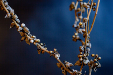 close up of dried leaves and seeds