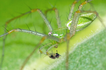 Green Lynx Spider (Peucetia viridans) on green leaf