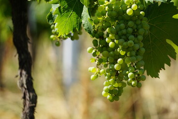 Wein Weintraube Nahaufnahme  Rebstöcke Trauben und Blätter
