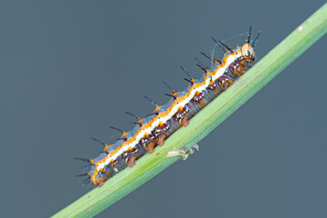 Gulf Fritillary (Agraulis vanillae) caterpillar on passion flower vine