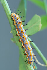 Gulf Fritillary (Agraulis vanillae) caterpillar on passion flower vine