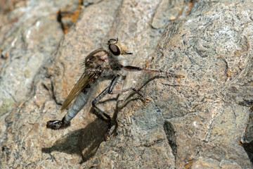 Robber Fly