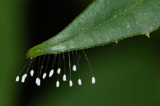 Green Lacewing Eggs (Chrysoperla rufilabris)